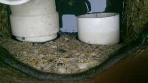 Septic Tank Corrosion Dbox Web