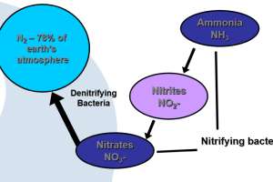 The Nitrogen Cycle