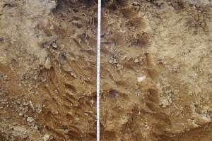 Full soil profile with tape measure Alex 05182021