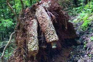 Ezflow Drainfield Uprooted By Tree Ed Guimond