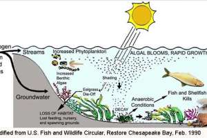 Nitrogen pollution diagram web